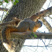 Squirrel on a limb