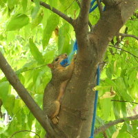 Squirrel using rope for nest