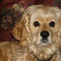 mini cocker spaniel face