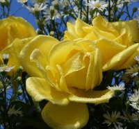 Yellow for Happiness