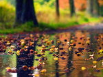Autumn rain