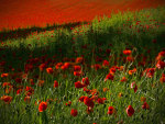 Poppies