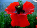 poppy