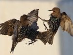 bird fight