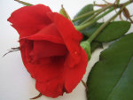 Red Rose