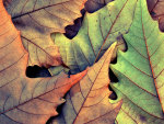 dry leaves