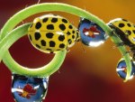 Ladybugs  and Droplets