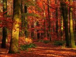 Autumn in the forest