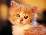 Cute Little Cat