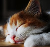 sleeping cat