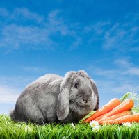 rabbit under blue sky