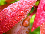 Rain Drops of Fairy Pink
