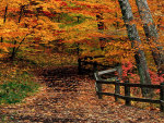Autumn Path Through Woods