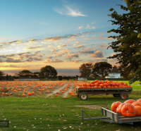 Pumpkin Patch