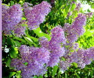 Lilacs, lilacs