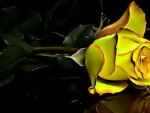 Yellow Rose