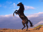 wild horse