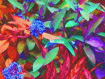 Multi-colored Foliage