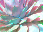 Pastel Cactus