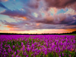Lavender Field