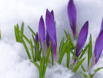 Purple Crocus
