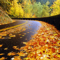 Autumn Road