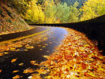 Autumn Road