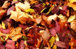 crisp autumn leaves