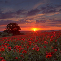 Pretty Poppy Field