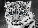 Snow Leopard