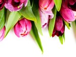 pink tulips