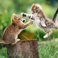 Kittens - One Airborne in Mid-Attack