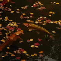 Imperial Koi Pool WDS