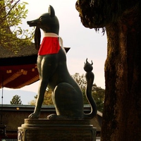 Kyoto Fox WDS