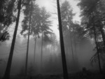 The Foggy Forest