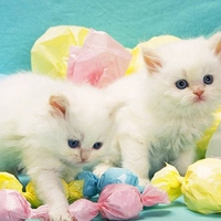 Candy Kittens