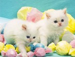 Candy Kittens