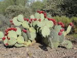 Cactus Prickly Pears