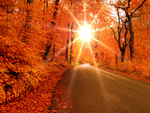 Autumn Road