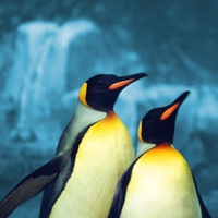 Cute penguins