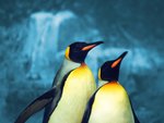Cute penguins