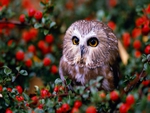 OWL in FRUIT ORCHARD