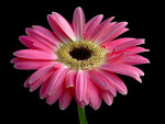 gerbera daisy