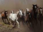 wild horses