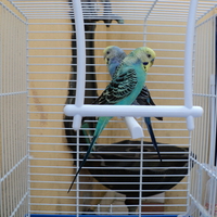 My budgies