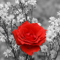 Red rose