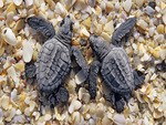 Baby Turtles
