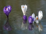 Crocus