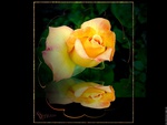 Yellow Roses