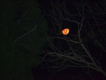 Orange Aussie Moon